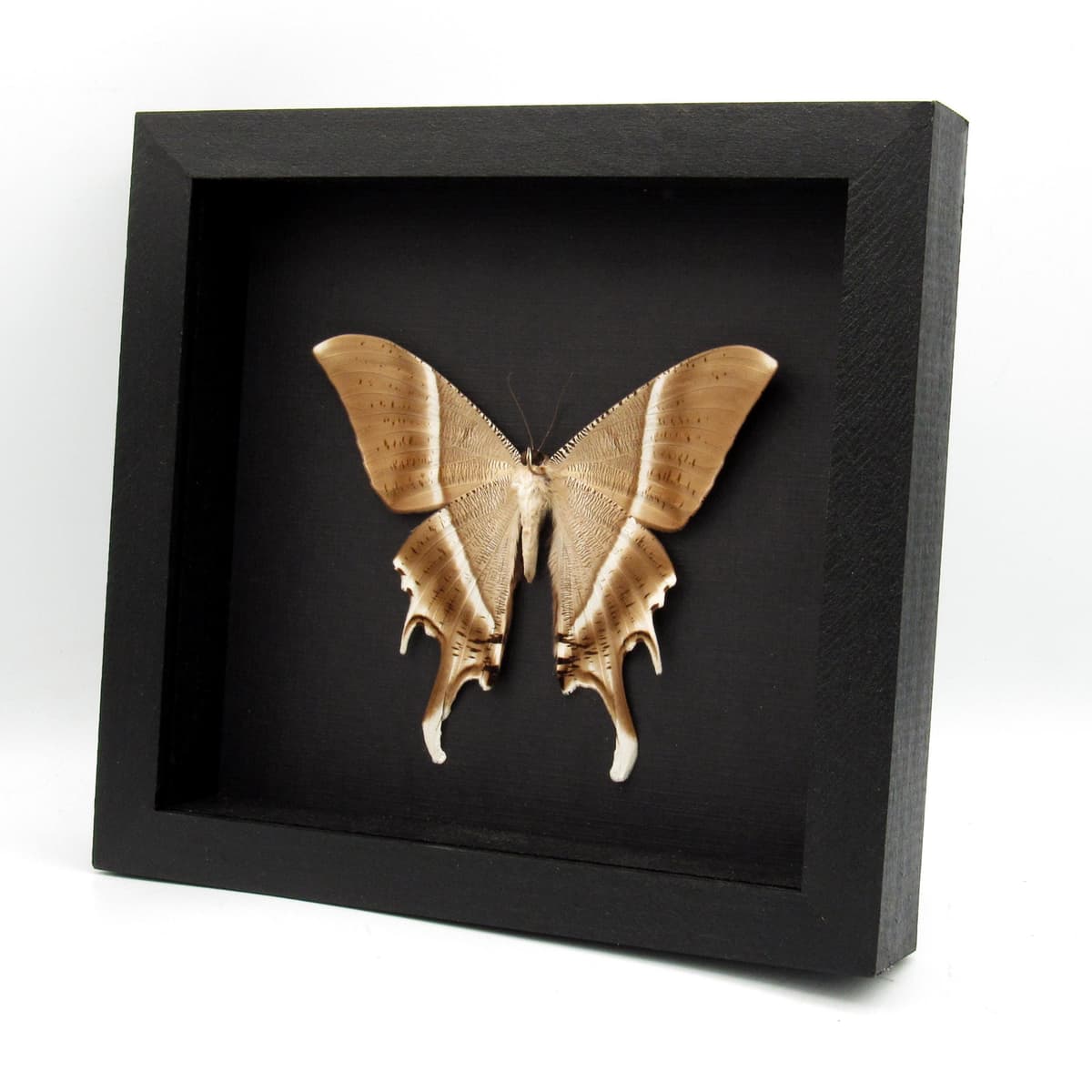 Giant Tropical Swallowtail Moth framed taxidermy - Lyssa zampa - XL female