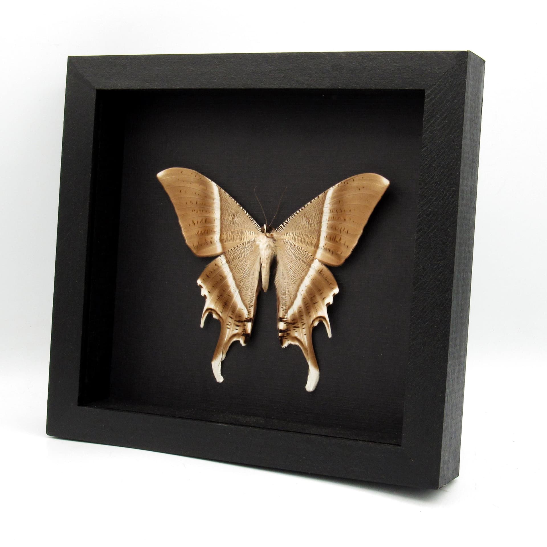 Giant Tropical Swallowtail Moth framed taxidermy - Lyssa zampa - XL female