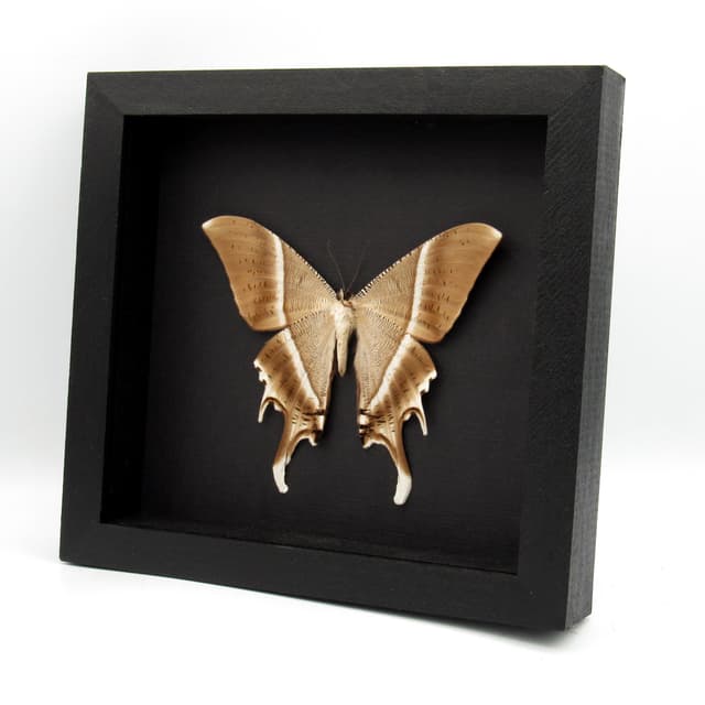 Giant Tropical Swallowtail Moth framed taxidermy - Lyssa zampa - XL female