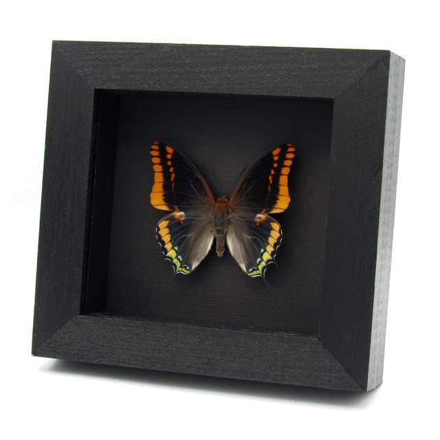 Rare Two-tailed Pasha butterfly framed taxidermy - Charaxes jasius septentrionalis