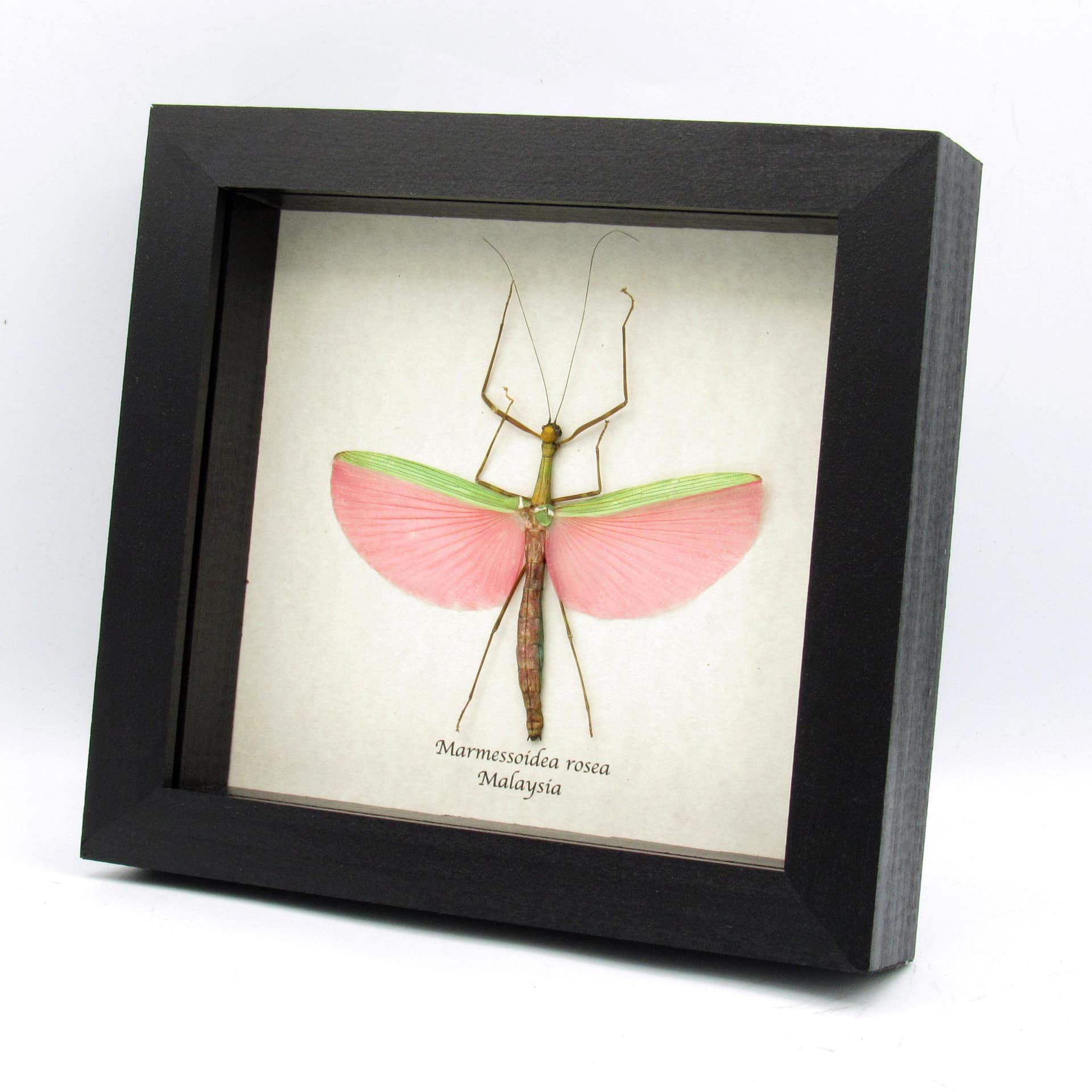 Real XL pink stick bug framed taxidermy - Marmessoidea rosea - female