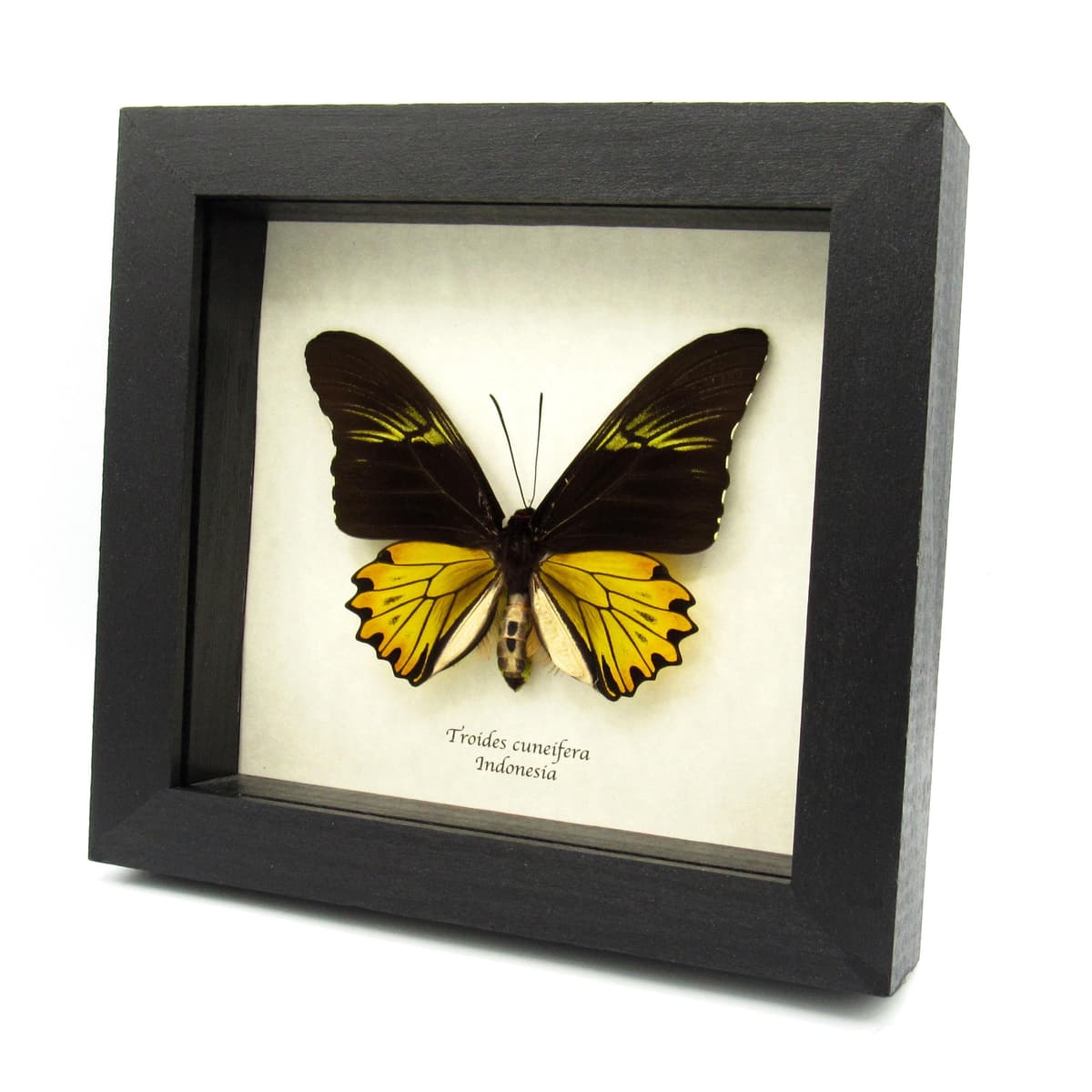 Large yellow Birdwing butterfly framed taxidermy - Troides cuneifera