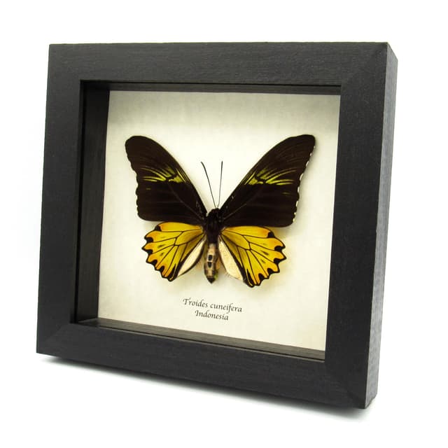 Large yellow Birdwing butterfly framed taxidermy - Troides cuneifera