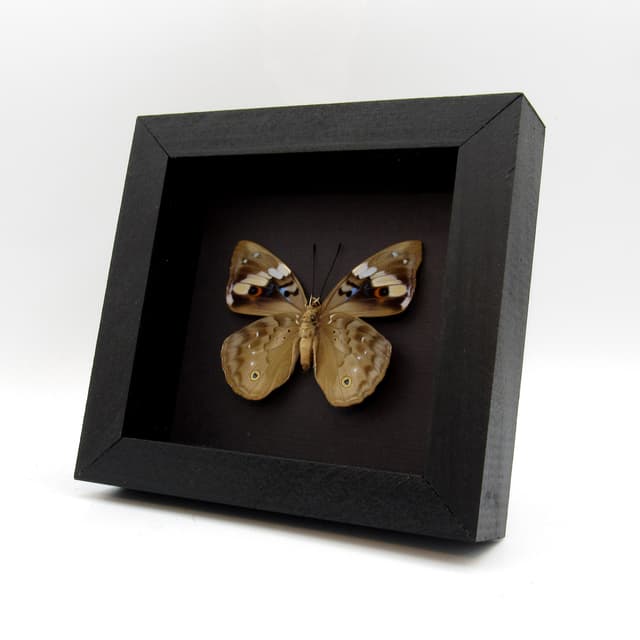 Rare Turquoise Emperor butterfly framed taxidermy - Apaturina erminea