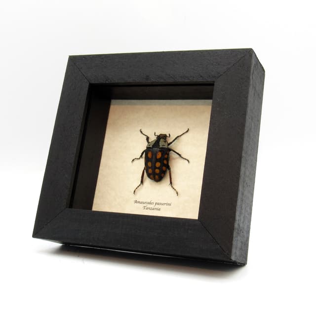 Real beetle framed taxidermy - Amaurodes passerinii linnei - female