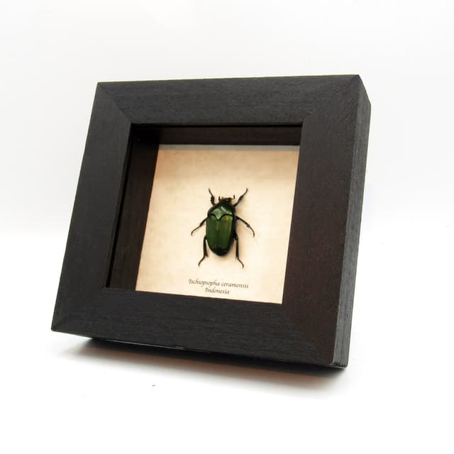 Real metallic green beetle framed taxidermy - Ischiopsopha ceramensis