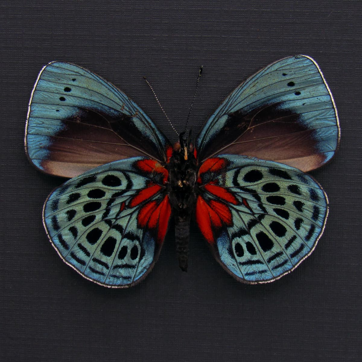 Real metallic Leprieur's Glory butterfly framed taxidermy - Asterope leprieuri