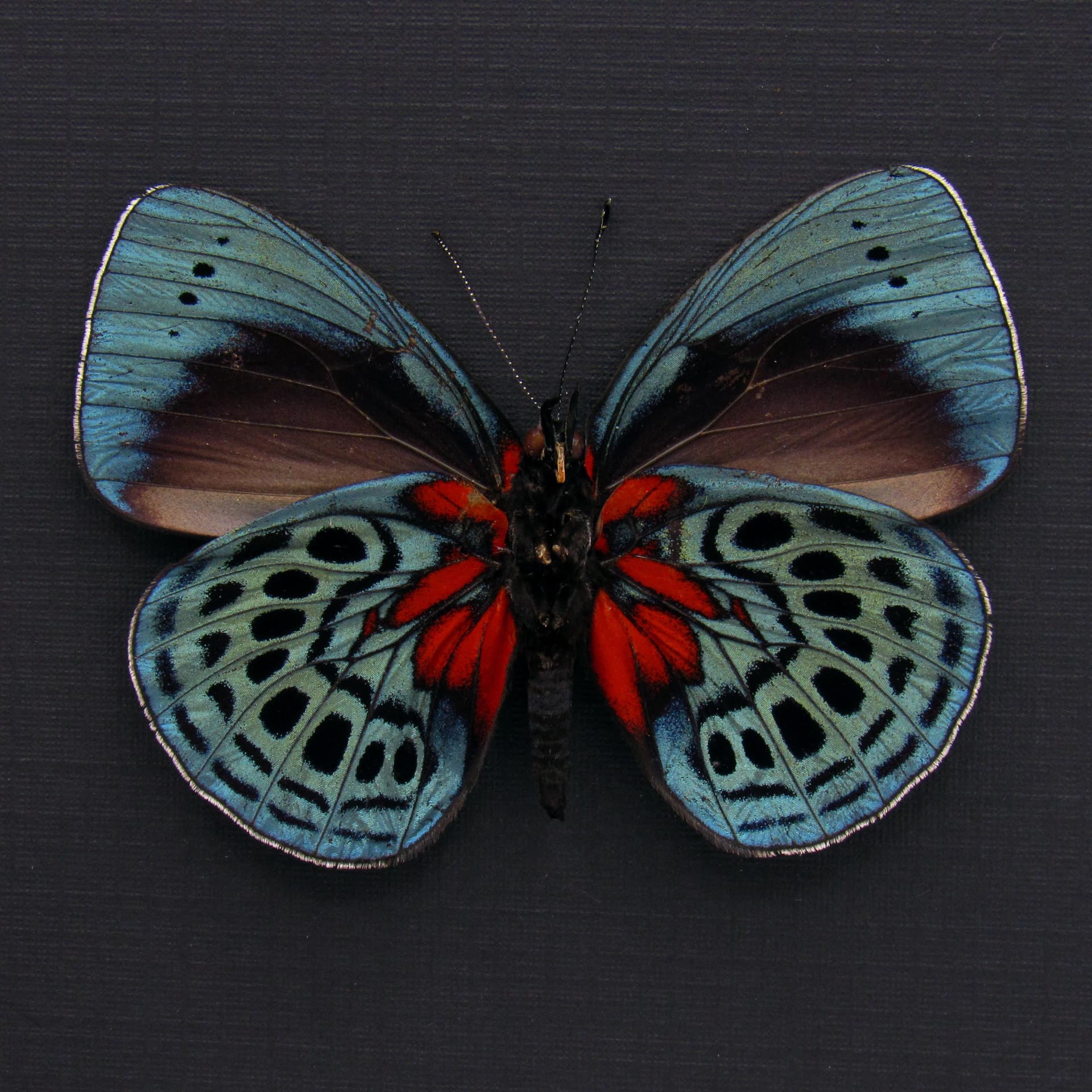 Real metallic Leprieur's Glory butterfly framed taxidermy - Asterope leprieuri
