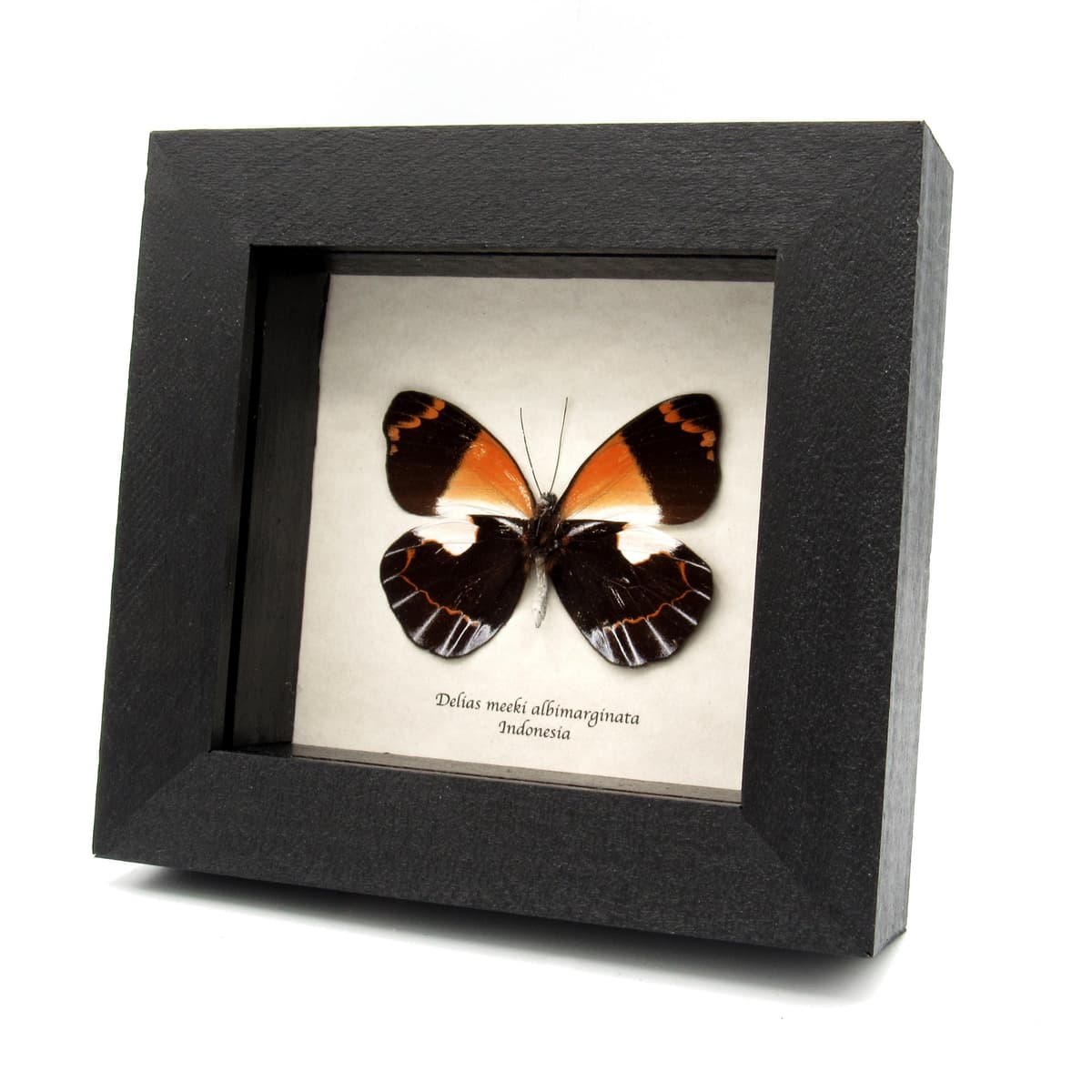 Real orange Delias butterfly framed taxidermy - Delias meeki albimarginata