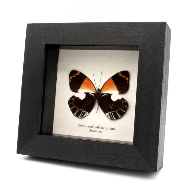 Real orange Delias butterfly framed taxidermy - Delias meeki albimarginata