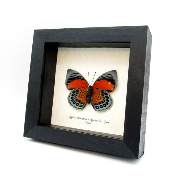 Stunning real hybrid Agrias butterfly framed taxidermy - Agrias claudina sardanapalus x Agrias beautifica
