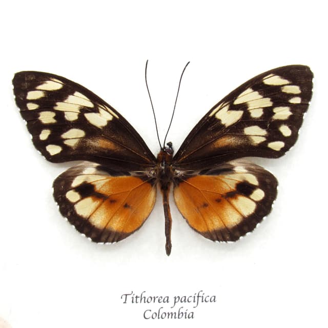 Real orange Ithomiine Longwing butterfly framed taxidermy - Tithorea pacifica