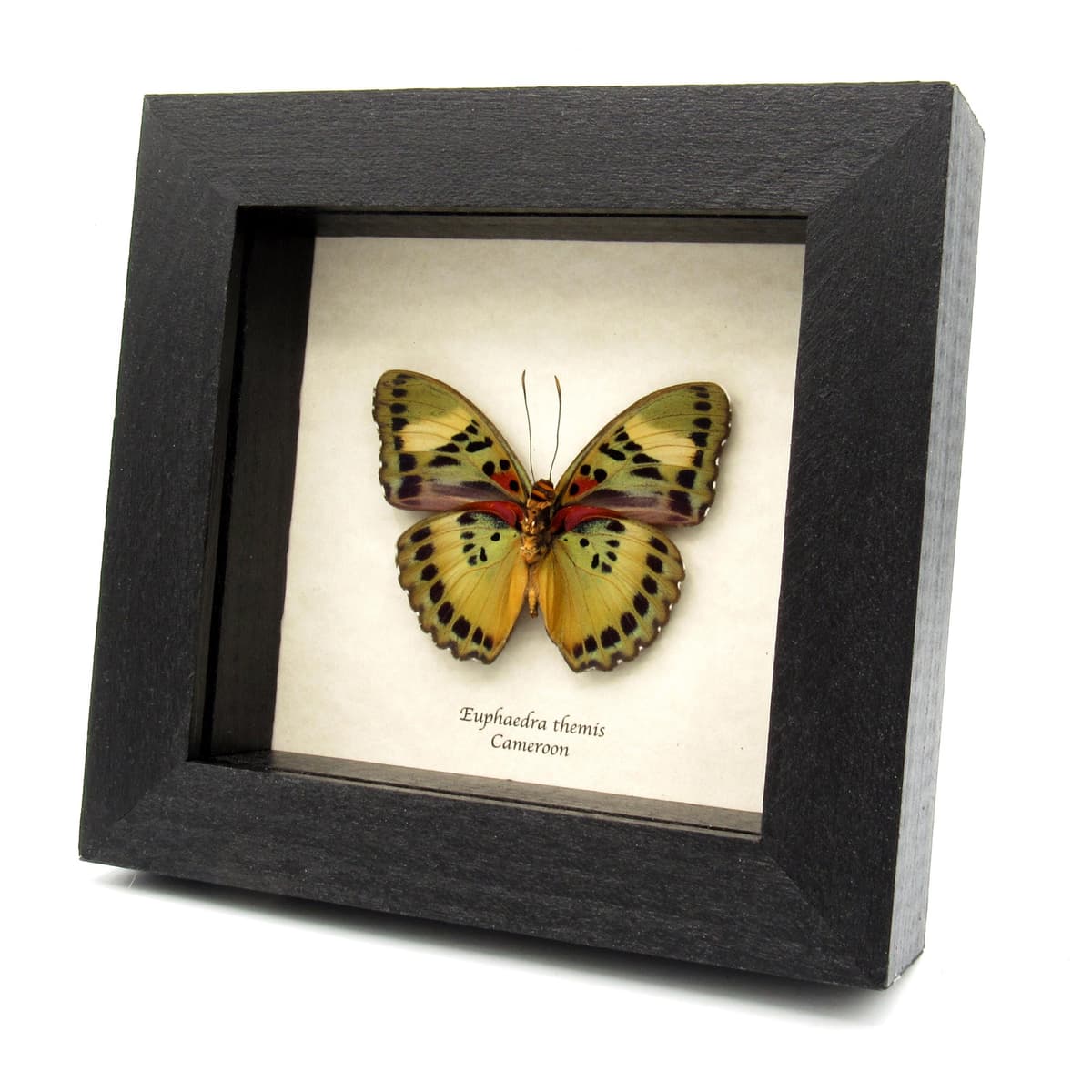 Rare Themis Forester butterfly framed taxidermy - Euphaedra themis