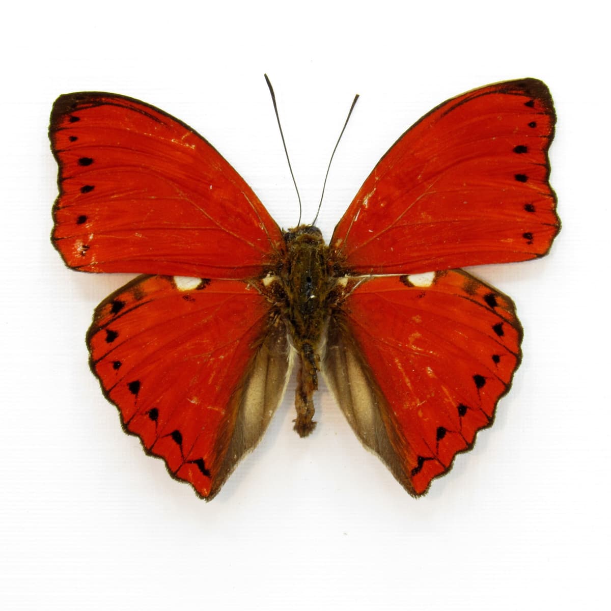 Real Red Glider butterfly framed taxidermy - Cymothoe excelsa