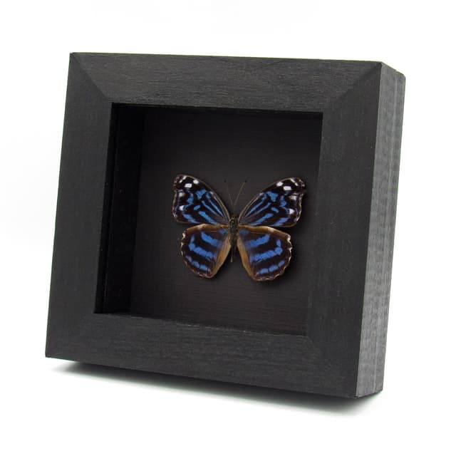 Real Blue Wing butterfly framed taxidermy - Myscelia ethusa
