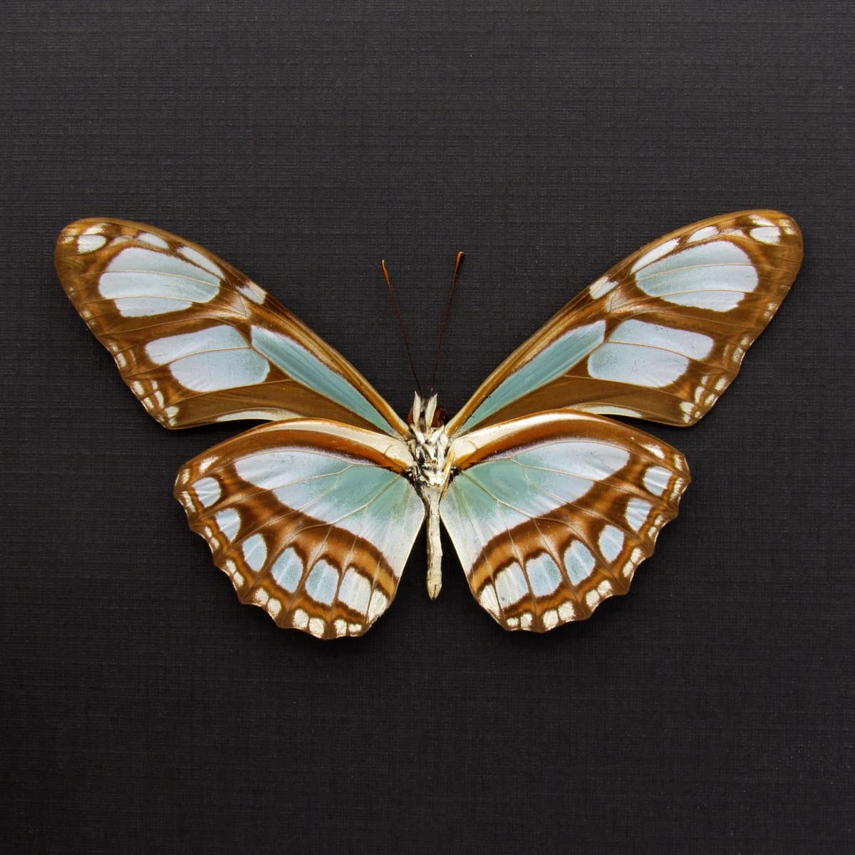 Real silver butterfly framed taxidermy - Philaethria dido