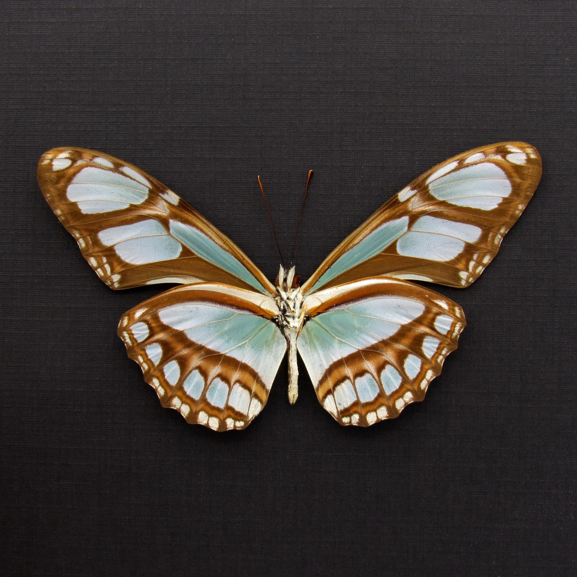 Real silver butterfly framed taxidermy - Philaethria dido
