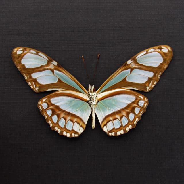 Real silver butterfly framed taxidermy - Philaethria dido