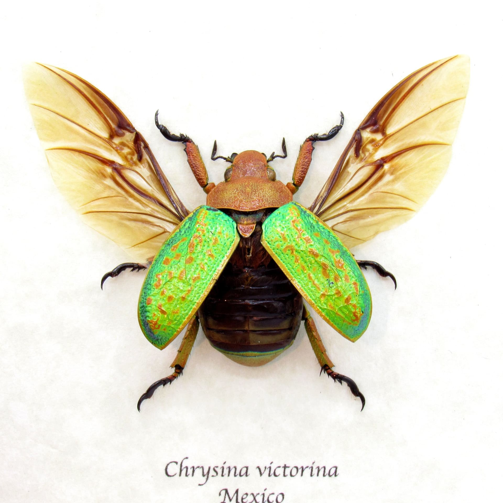 Large Jewel Scarab beetle framed taxidermy - Chrysina victorina