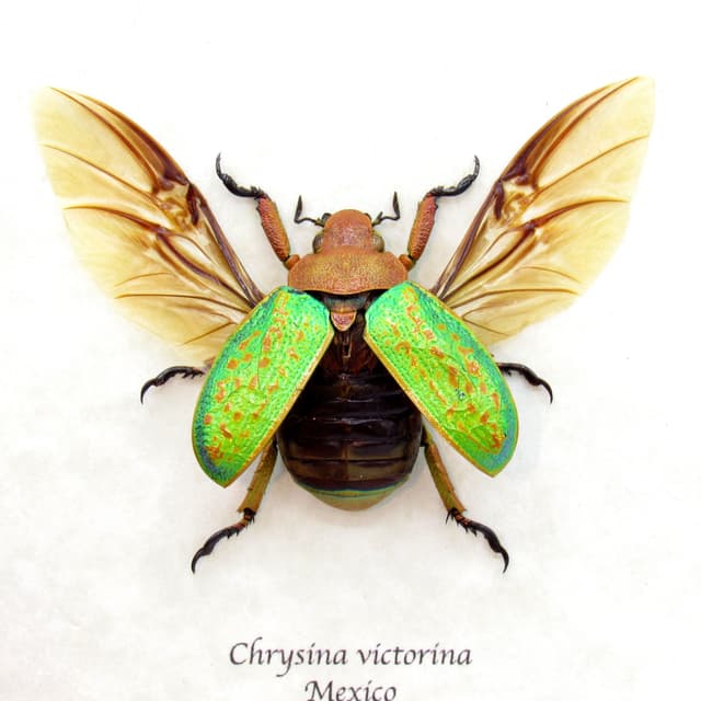 Large Jewel Scarab beetle framed taxidermy - Chrysina victorina