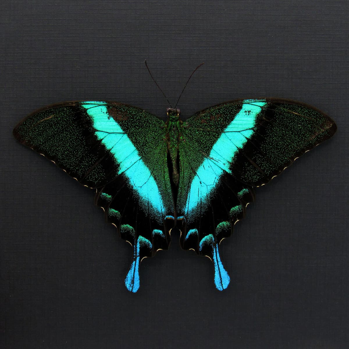 Real Peacock Swallowtail butterfly framed taxidermy - Papilio blumei - Victorian mount