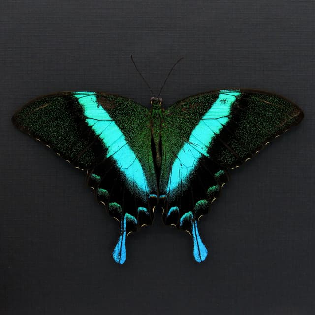 Real Peacock Swallowtail butterfly framed taxidermy - Papilio blumei - Victorian mount
