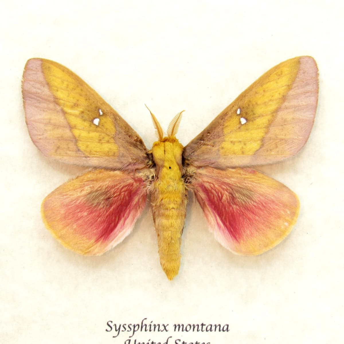 Real pink Saturn moth framed taxidermy - Syssphinx montana