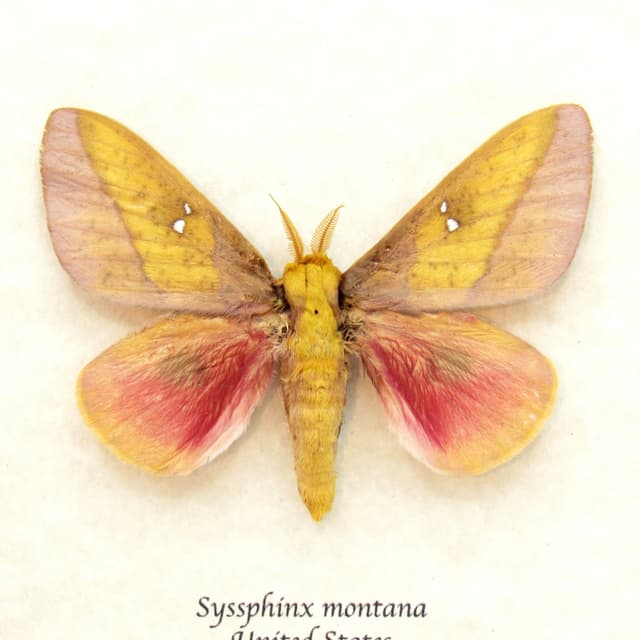 Real pink Saturn moth framed taxidermy - Syssphinx montana