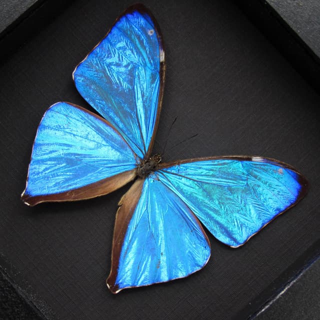 Real iridescent blue Morpho butterfly framed taxidermy - Morpho aega