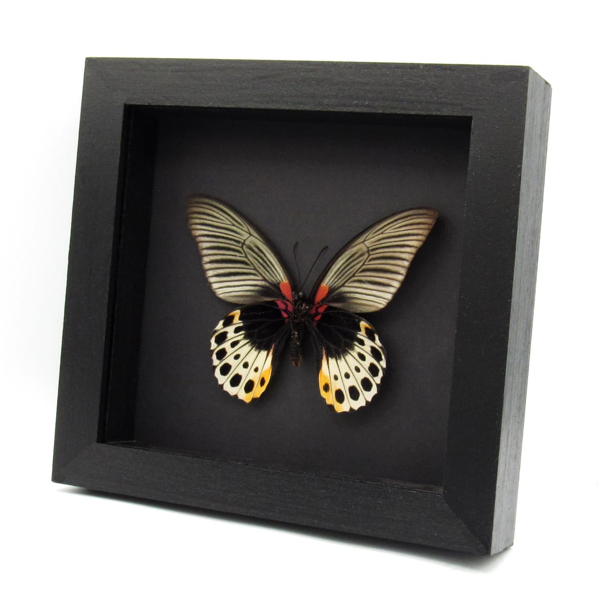 Real Great Mormon butterfly framed taxidermy - Papilio memnon anceus- female