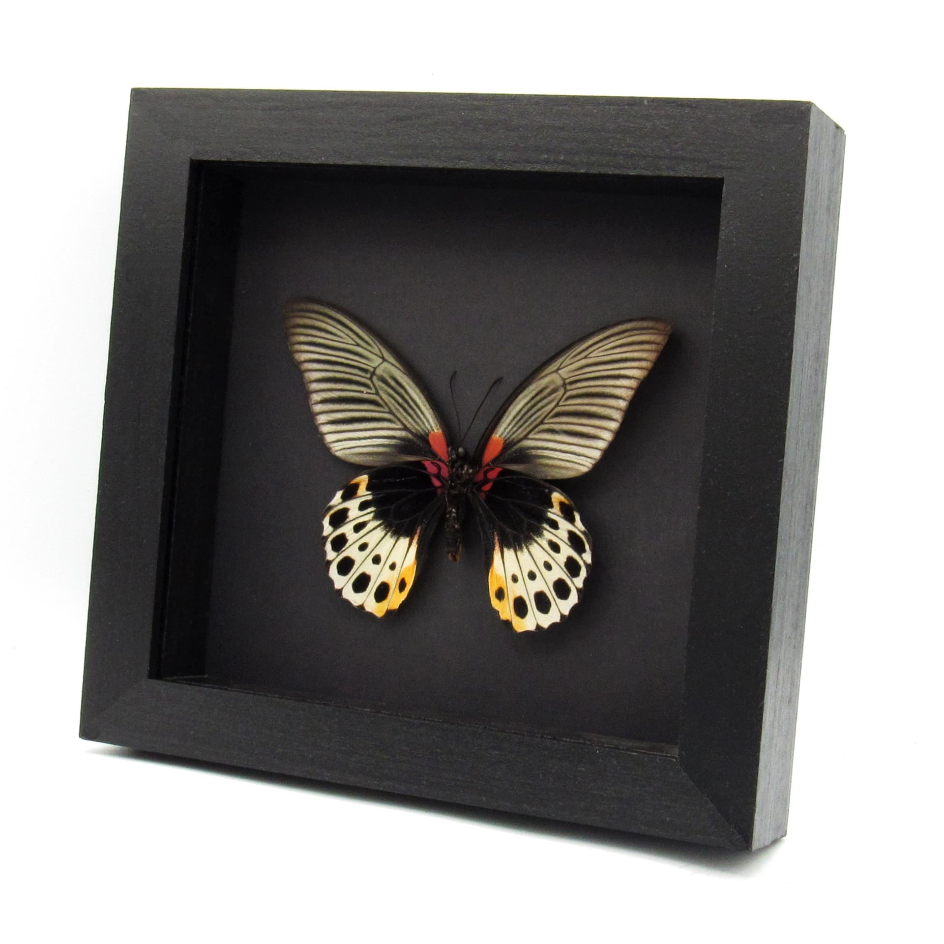 Real Great Mormon butterfly framed taxidermy - Papilio memnon anceus- female