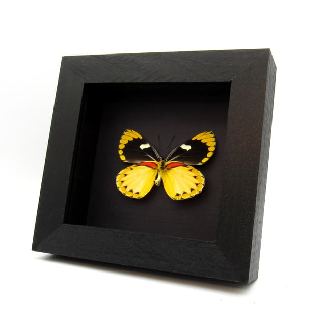 Real large yellow Delias butterfly framed taxidermy - Delias splendida - female