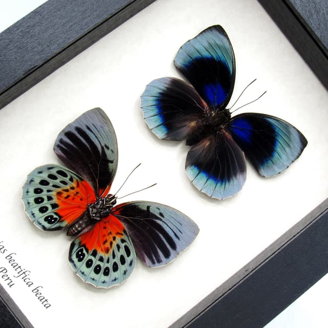 Rare metallic blue butterflies framed taxidermy - Agrias beatifica beata - recto and verso mount