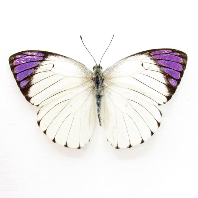 Real Purple Tip butterfly framed taxidermy - Colotis regina - Victorian mount