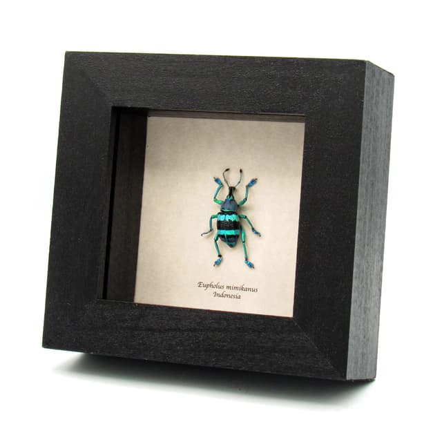 Real metallic weevil framed taxidermy - Eupholus mimikanus - special color form