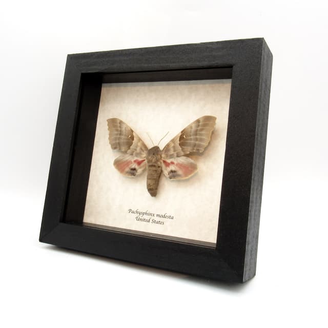 Real Giant Poplar Sphinx moth framed taxidermy - Pachysphinx modesta - female