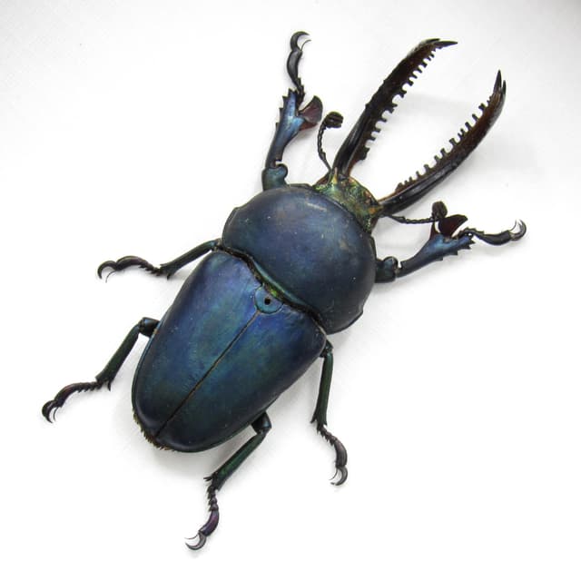Real Stag beetle framed taxidermy - Lamprima adolphinae