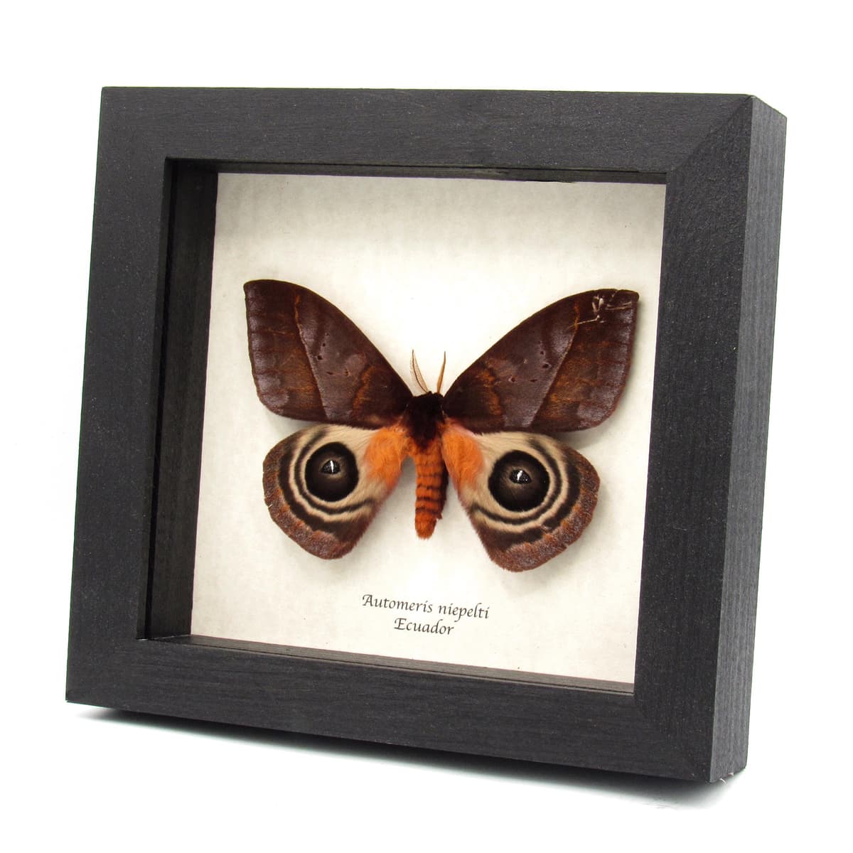 Stunning real Giant Saturn moth framed taxidermy - Automeris niepelti