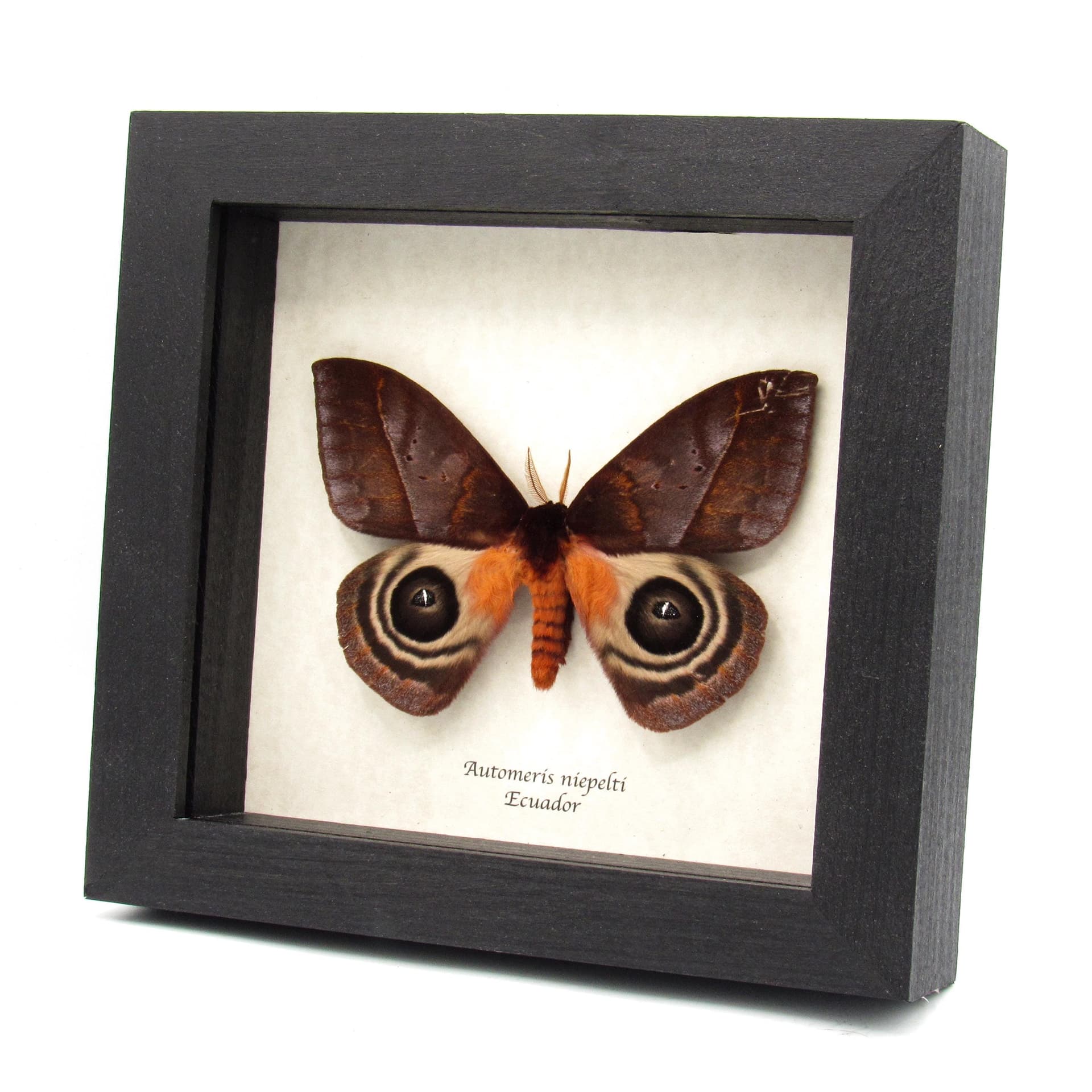 Stunning real Giant Saturn moth framed taxidermy - Automeris niepelti