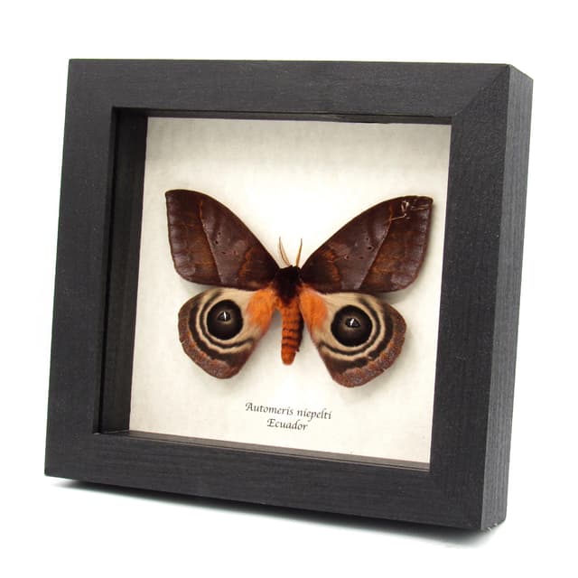 Stunning real Giant Saturn moth framed taxidermy - Automeris niepelti