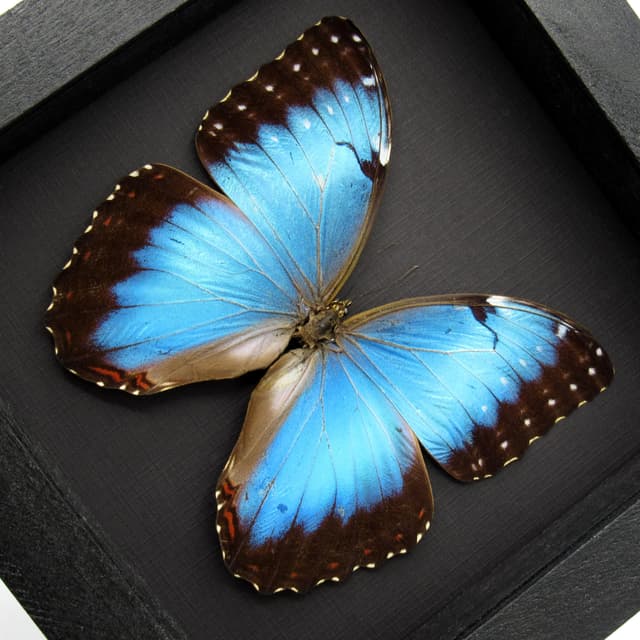 Real metallic blue butterfly framed taxidermy - Morpho peleides - female