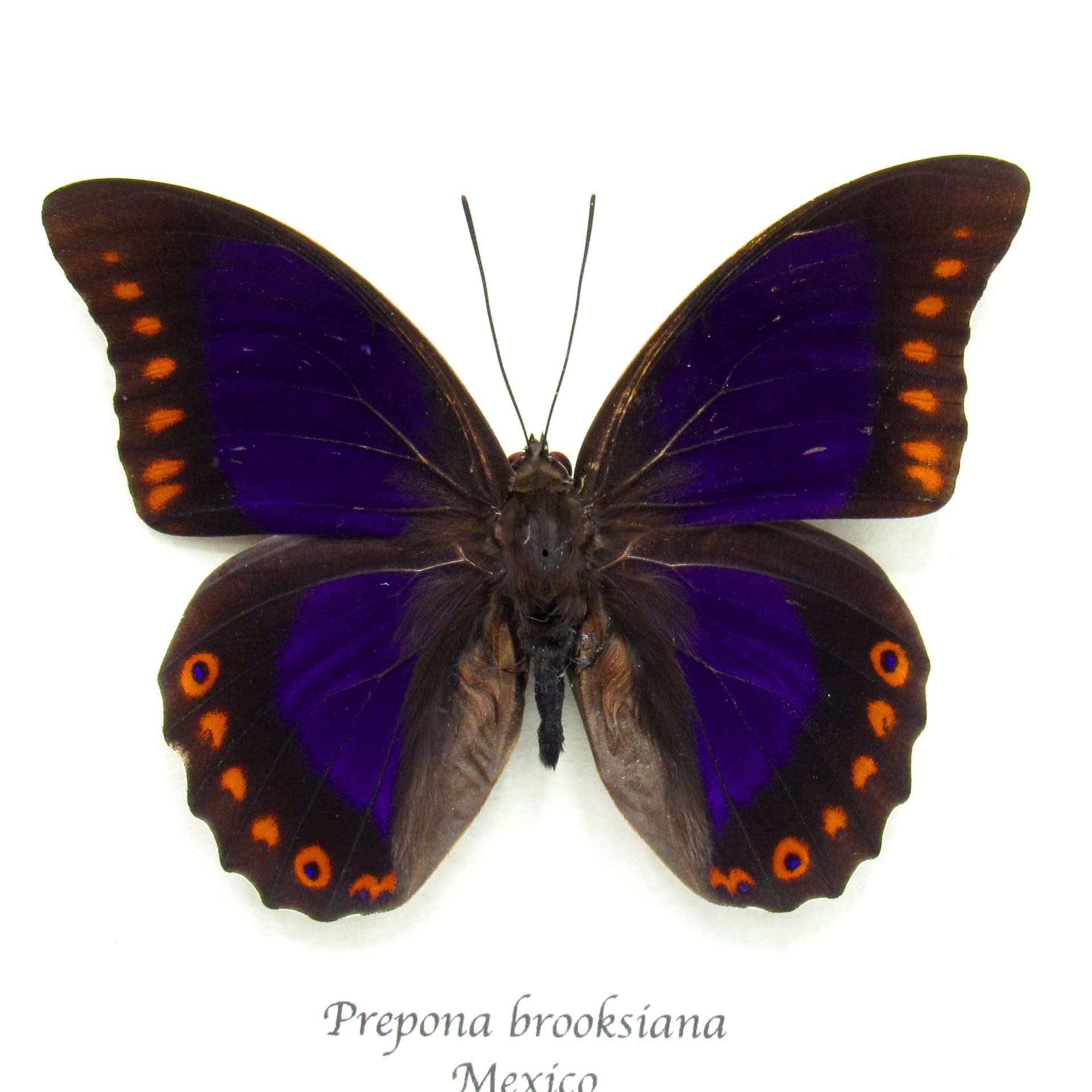 Rare purple Brush-footed butterfly framed taxidermy - Prepona brooksiana