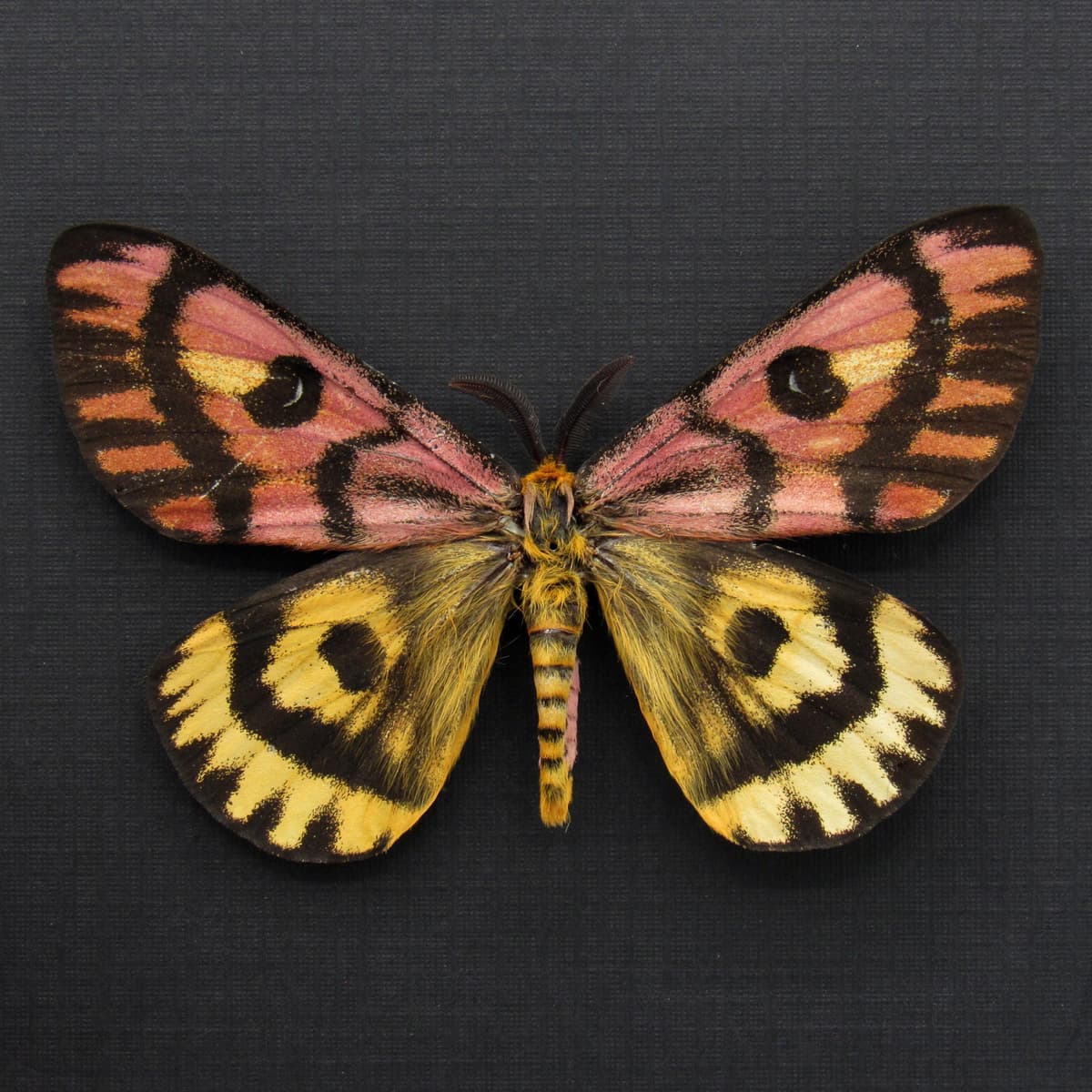 Real rare pink Western Sheep moth framed taxidermy - Hemileuca eglantarina - large dark form