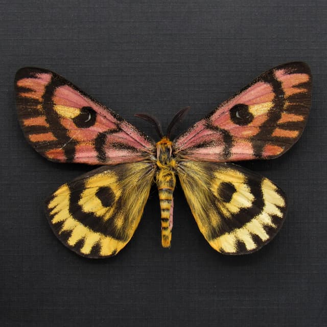 Real rare pink Western Sheep moth framed taxidermy - Hemileuca eglantarina - large dark form