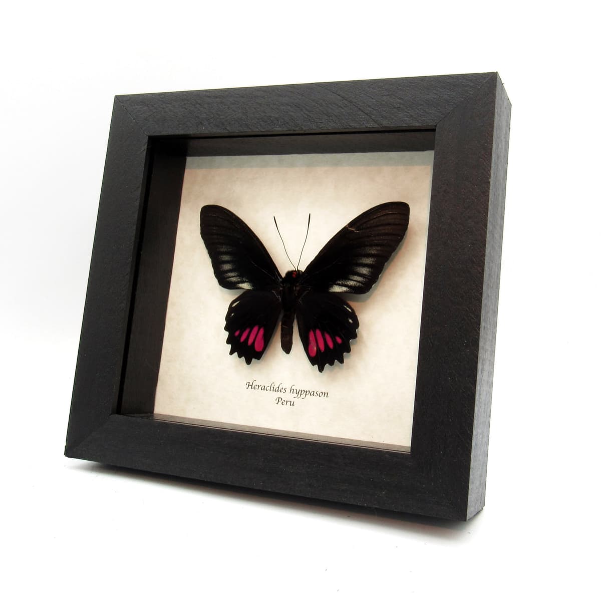 Rare pink Swallowtail butterfly framed taxidermy - Heraclides hyppason