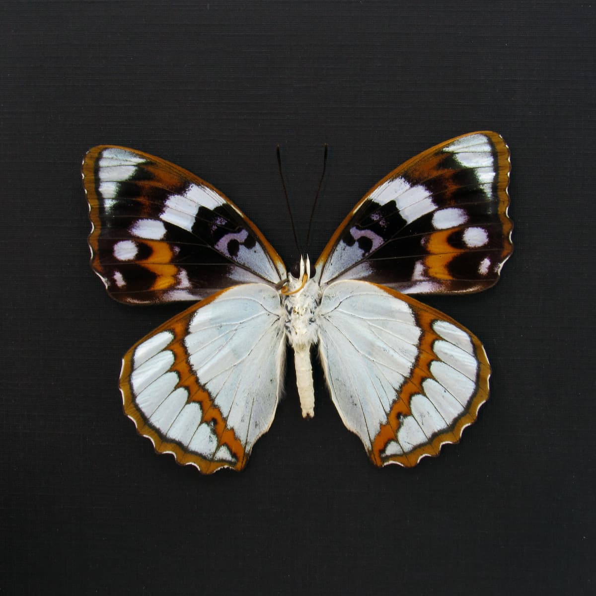 Real framed taxidermy butterfly - Mimathyma schrenckii