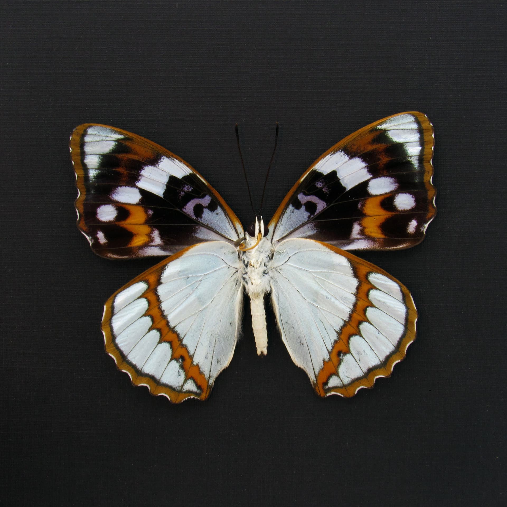 Real framed taxidermy butterfly - Mimathyma schrenckii
