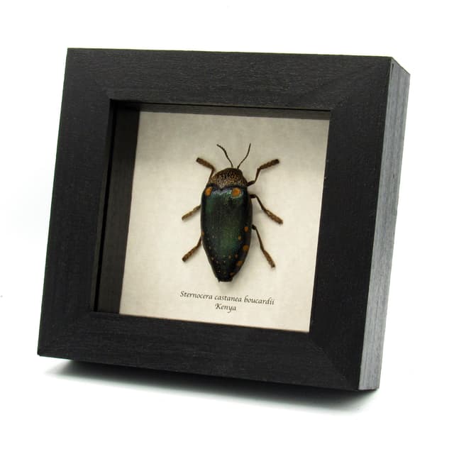 Real giant Jewel beetle framed taxidermy - Sternocera castanea boucardii