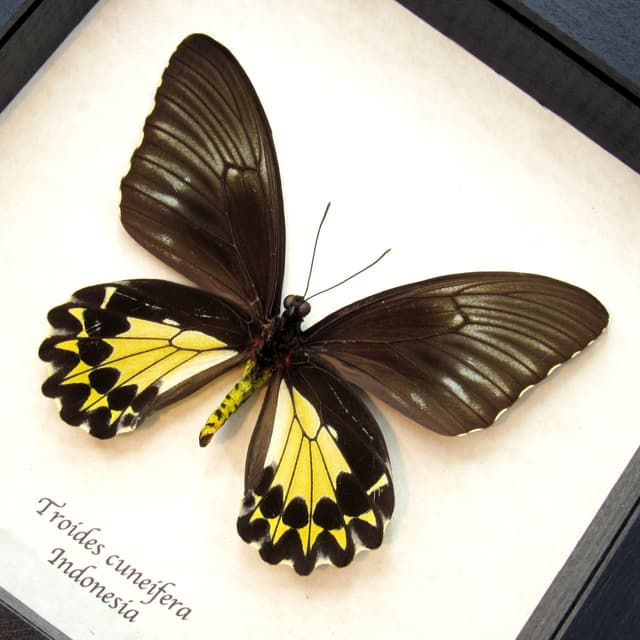 Real yellow Birdwing butterfly framed taxidermy - Troides cuneifera - female