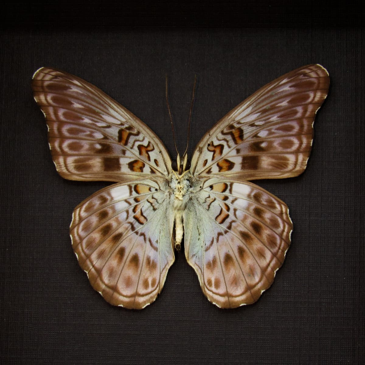 Real lavender butterfly framed taxidermy - Moduza lycone kojimai